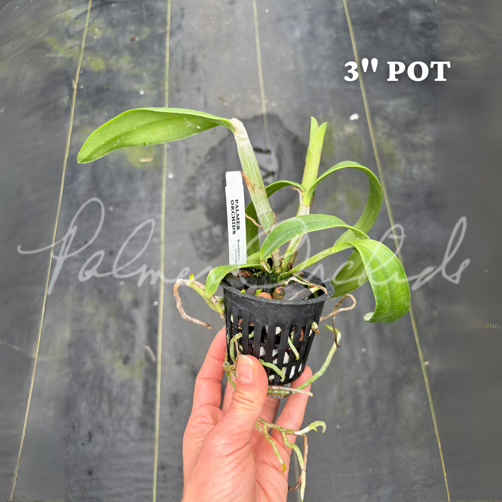 Ctt. Magic Bell — Palmer Orchids